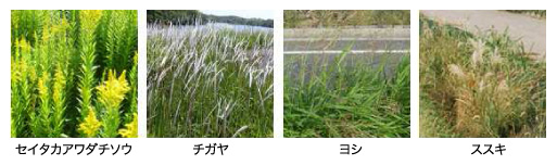 強壮雑草例：セイタカアワダチソウ、チガヤ、ヨシ、ススキ